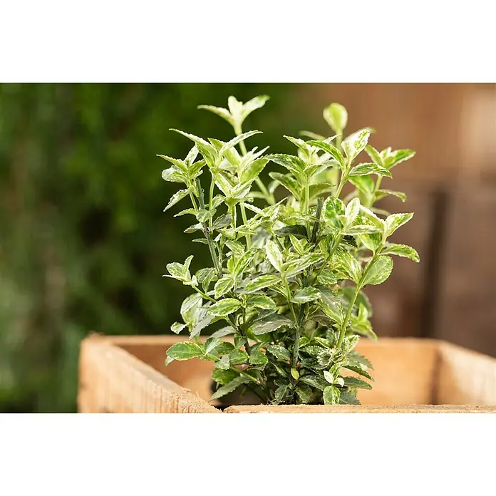 Piardino Weißbunte Kriechspindel Harlequin - Euonymus fortunei 'Harlequin', Topfgröße: 9 cm, Grün mit weißer Umrandung - Stimmungsaufnahme