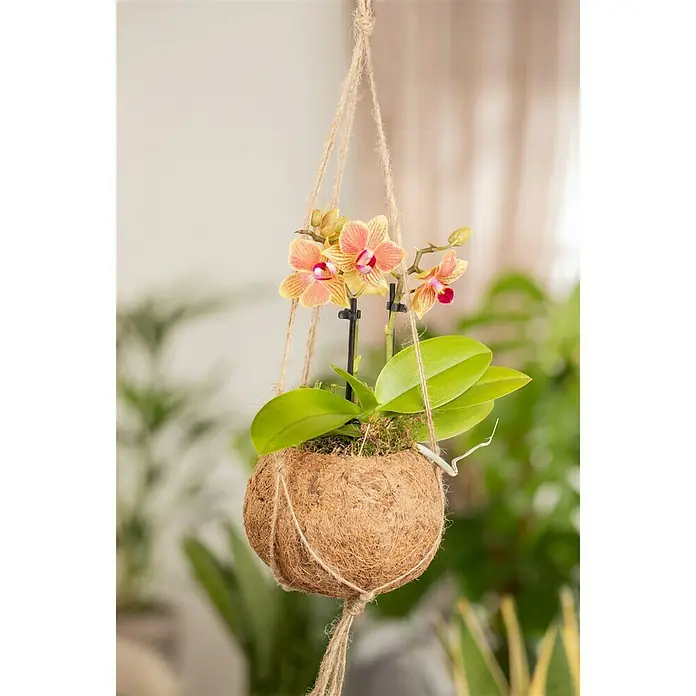Piardino Schmetterlingsorchidee - Phalaenopsis, Topfgröße: 12 cm, Apricot, Aufrecht - Stimmungsaufnahme