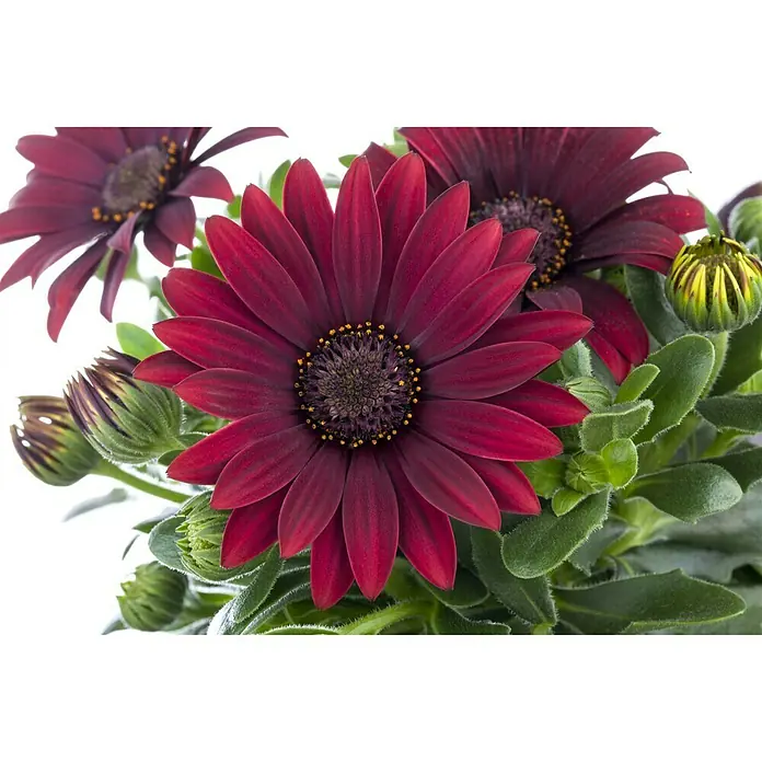 Piardino Kapkörbchen - Osteospermum ecklonis, Blütenfarbe: Sortenabhängig - Detailaufnahme