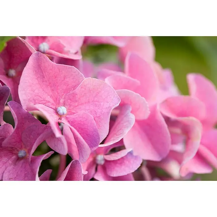 Piardino Bauernhortensie - Hydrangea macrophylla, Topfgröße: 10 cm, Rosa - Detailaufnahme