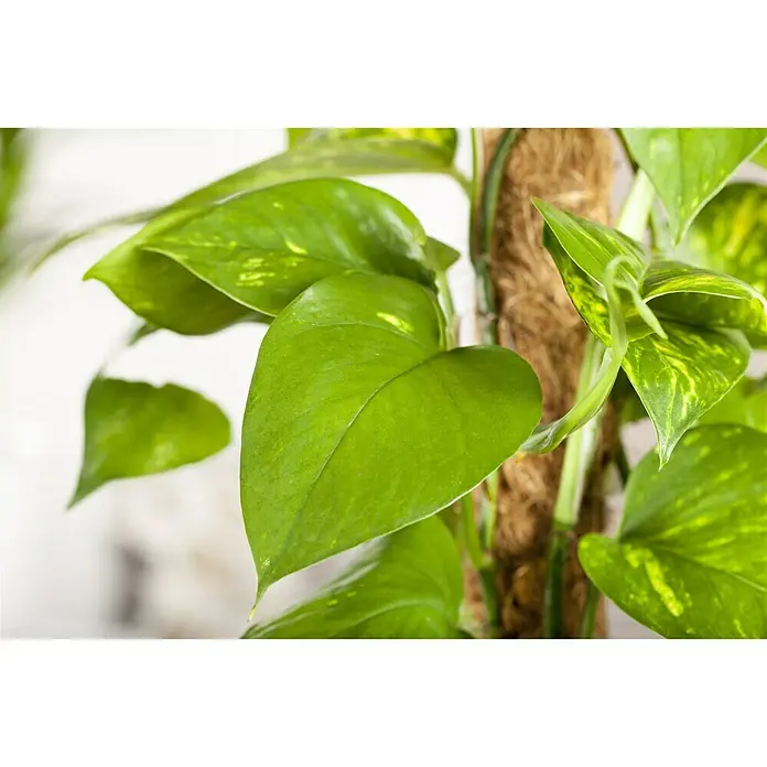 Piardino Efeutute - Epipremnum aureum, Topfgröße: 17 cm, Gelb/Grün - Detailaufnahme