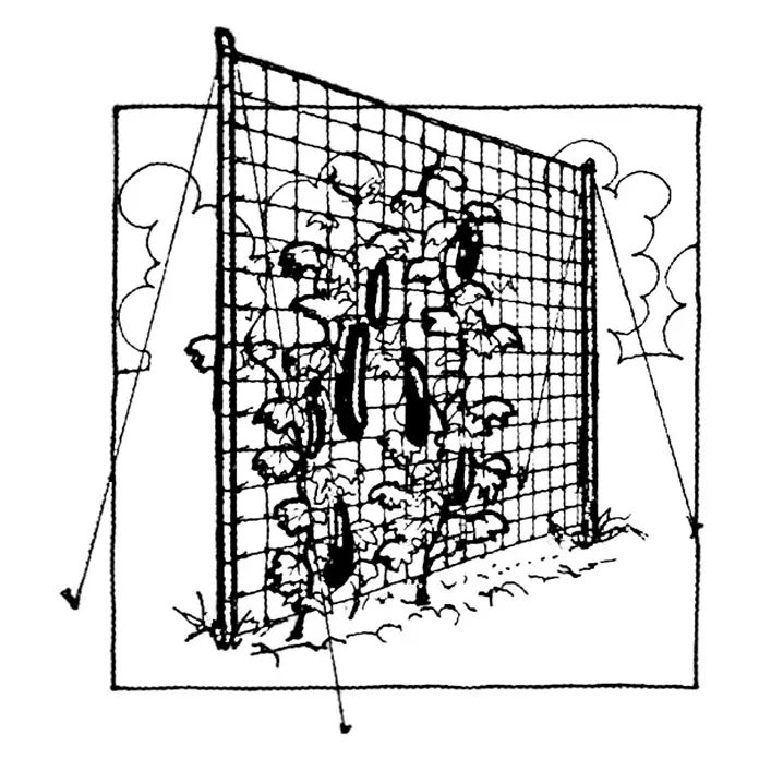 Windhager Rankhilfe - L x B: 2 x 5 m, Kunststoff, Grün