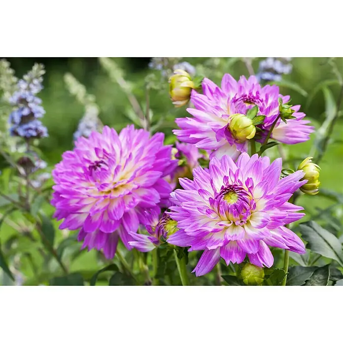 Piardino Dahlie - Dahlia, Topfgröße: 19 cm - Detailaufnahme