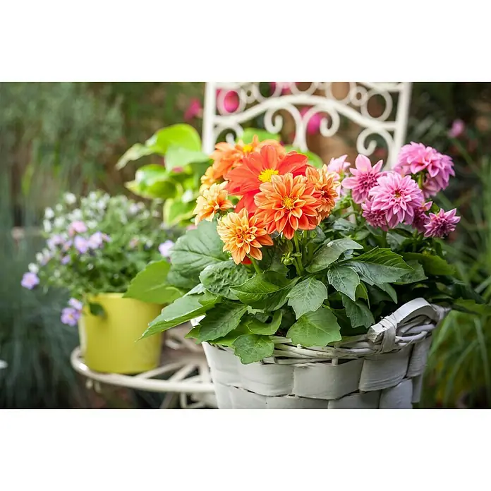Piardino Dahlie - Dahlia, Topfgröße: 19 cm - Stimmungsaufnahme