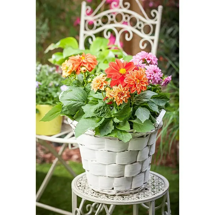 Piardino Dahlie - Dahlia, Topfgröße: 19 cm - Stimmungsaufnahme