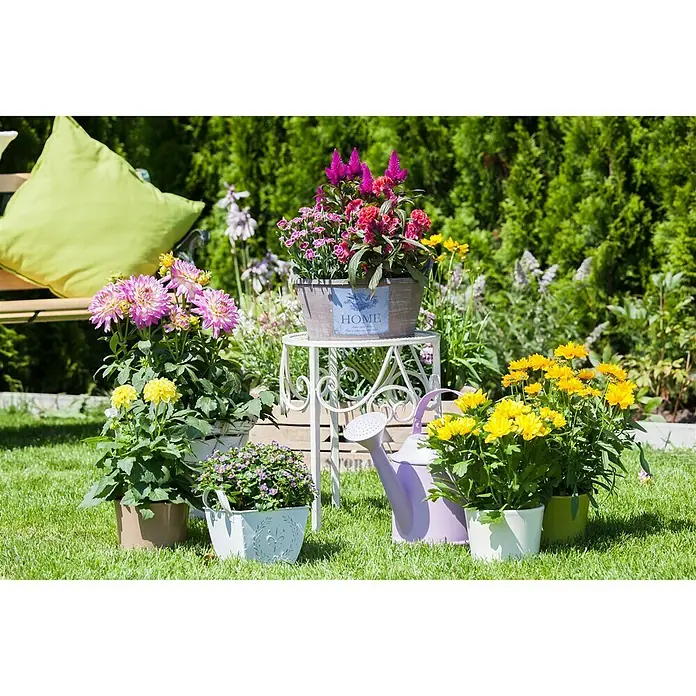 Piardino Dahlie - Dahlia, Topfgröße: 19 cm - Stimmungsaufnahme