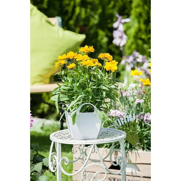 Piardino Großblumiges Mädchenauge - Coreopsis grandiflora, Topfgröße: 13 cm, Gelb - Stimmungsaufnahme
