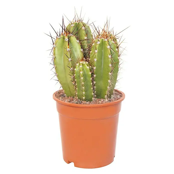 Piardino Cactus - Cactus Mix, Tamaño de maceta: 5,5 cm - Vista frontal
