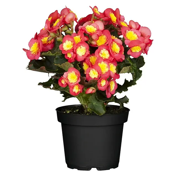 Piardino Begonie - Begonia elatior Valentino Pink, Topfgröße: 14 cm, Zweifarbig - Vorderansicht