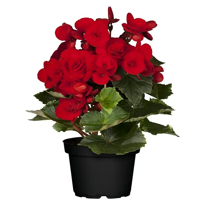 Piardino Begonie - Begonia elatior, Topfgröße: 14 cm, Rot - Vorderansicht