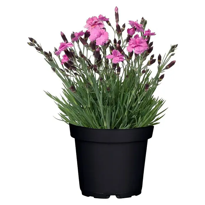 Piardino Clavel - Dianthus caesius, Tamaño de maceta: 12 cm - Vista frontal