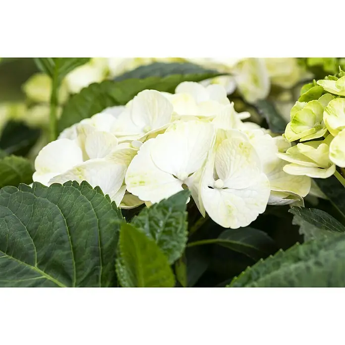 Piardino Bauernhortensie - Hydrangea macrophylla, Blütenfarbe: Weiß - Detailaufnahme