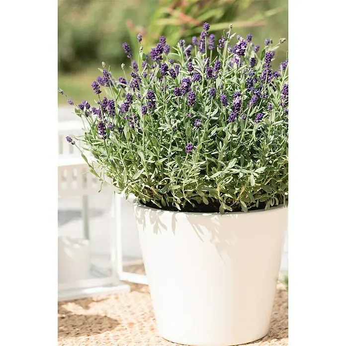 Piardino Lavendel - Lavendula angustifolium, Blau/Lila - Stimmungsaufnahme