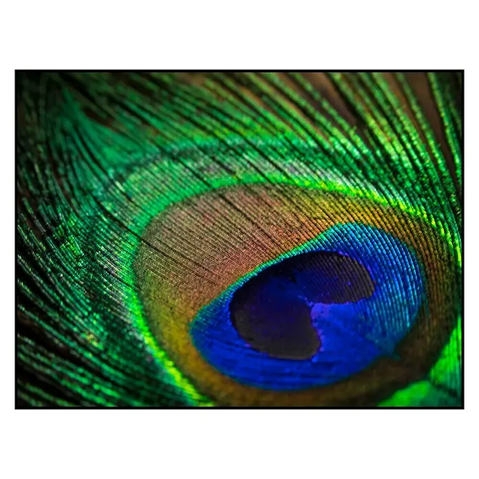 Cuadro Turkey feathers - Plumas de pavo, An x Al: 40 x 30 cm