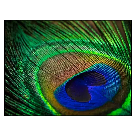 Cuadro Turkey feathers