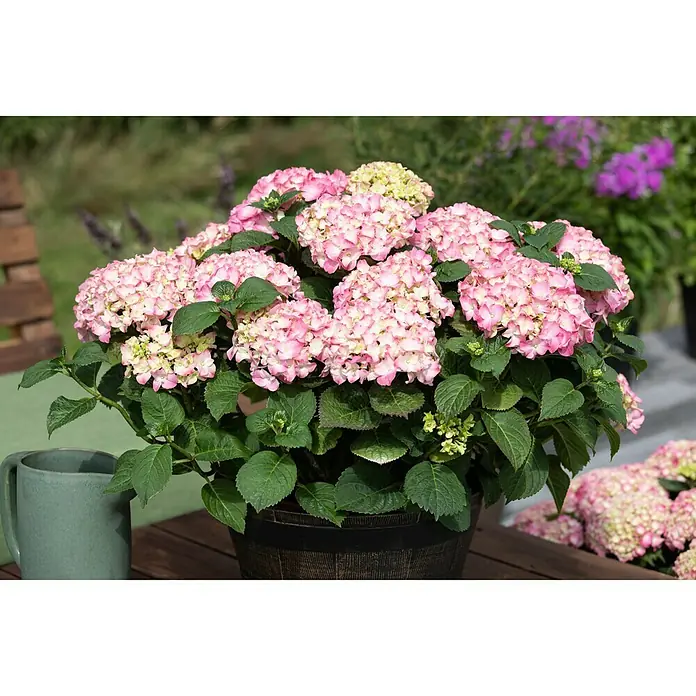 Piardino Bauernhortensie - Hydrangea macrophylla, Hellrosa - Stimmungsaufnahme