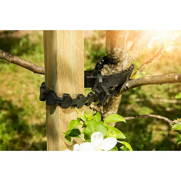 Gardol Baumbinder Gummi - Länge: 60 cm, Schwarz - Anwendungsbeispiel