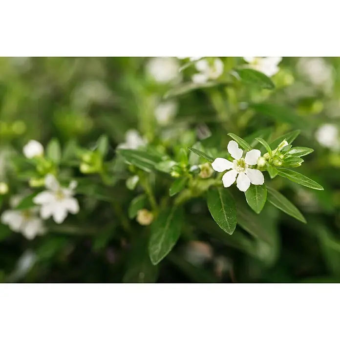 Piardino Köcherblume - Cuphea hyssopifolia, Topfgröße: 11 cm, Weiß