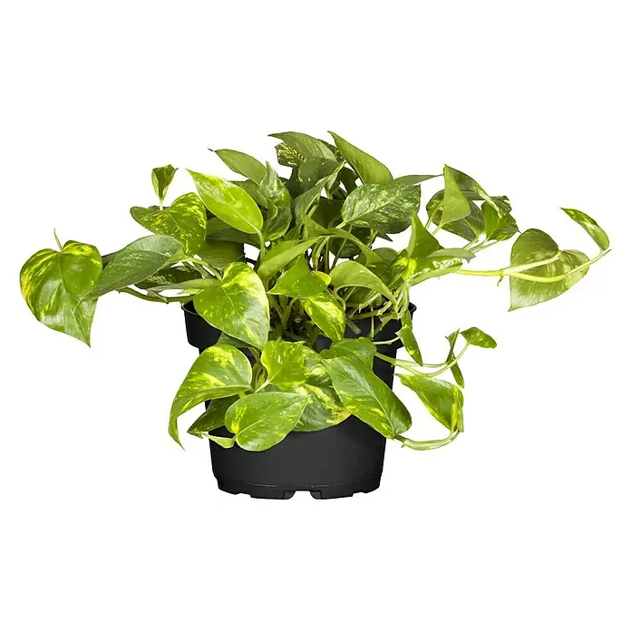 Piardino Efeutute - Epipremnum aureum, Topfgröße: 12 cm - Vorderansicht