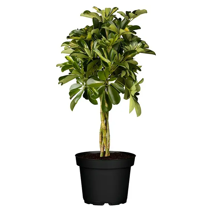 Piardino Strahlenaralie - Schefflera arboricola Gold Capella, Topfgröße: 17 cm, Gelb/Grün