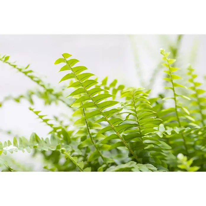 Piardino Schwertfarn - Nephrolepis exaltata, Topfgröße: 17 cm, Mittelgrün - Detailaufnahme
