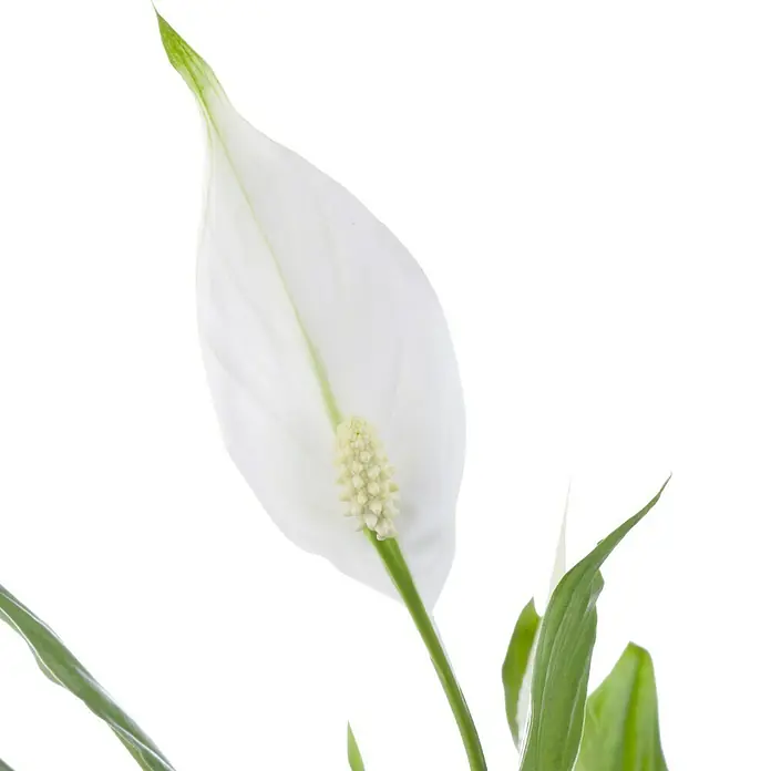 Piardino Einblatt - Spathiphyllum floribundum, Topfgröße: 12 cm, Weiß - Detailaufnahme