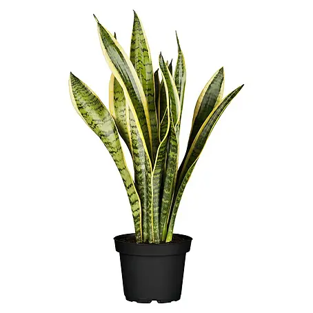 Piardino  Sansevieria