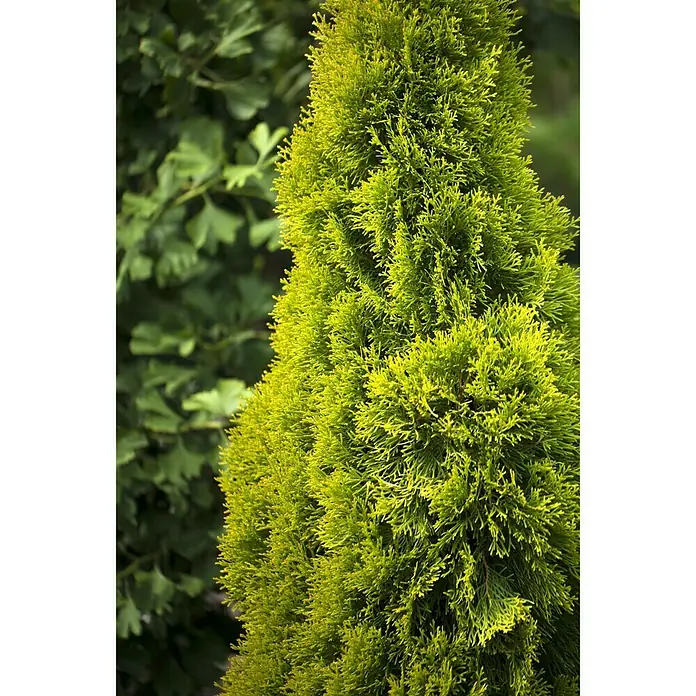 Piardino Lebensbaum - Thuja occidentalis 'Golden Smaragd' - Detailaufnahme