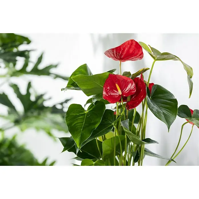 Piardino Flamingoblume - Anthurium andreanum, Topfgröße: 17 cm, Rot - Detailaufnahme