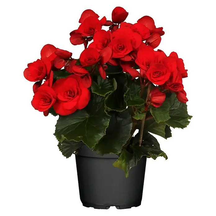 Piardino Begonie - Begonia elatior, Topfgröße: 14 cm, Rot - Vorderansicht