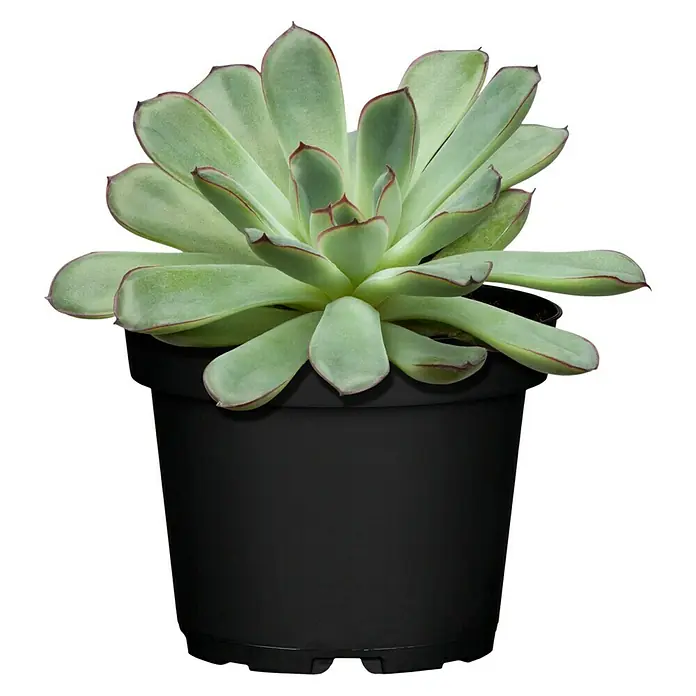 Piardino Echeverie - Echeveria pulidonis, Topfgröße: 12 cm, Grün/Grau/Rot - Vorderansicht