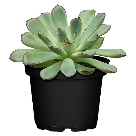 Piardino  Echeverie