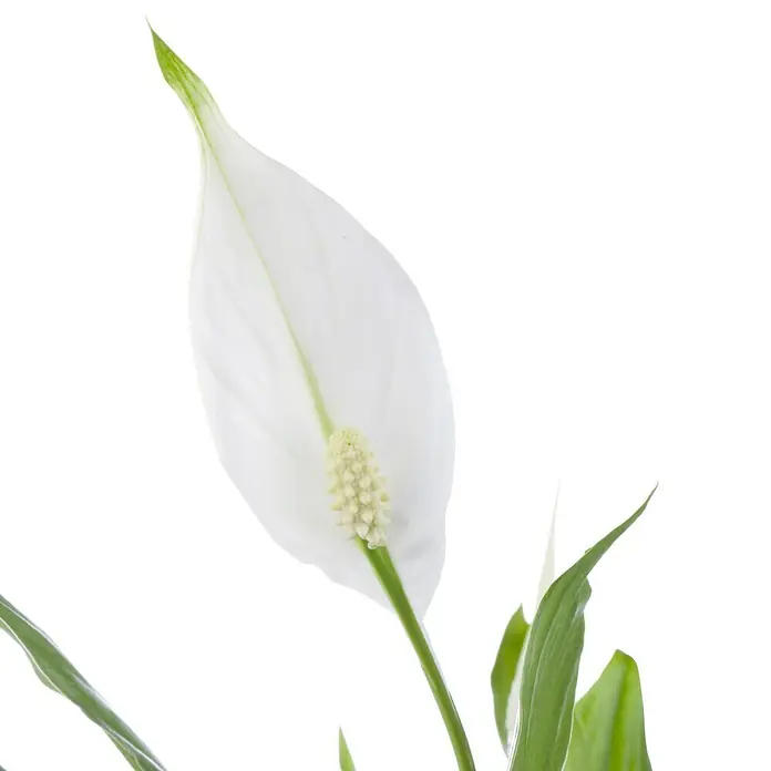 Piardino Blattfahne - Spathiphyllum floribundum, Topfgröße: 17 cm