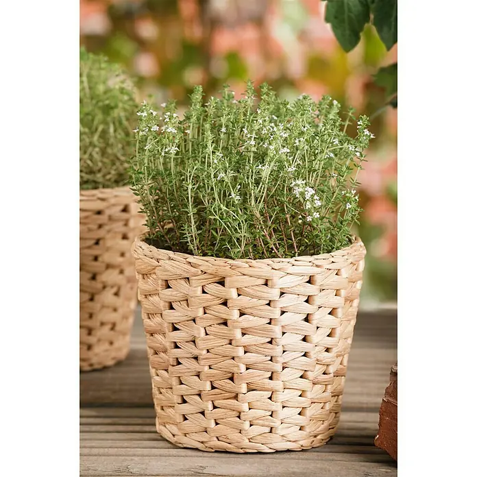 Piardino Bio Echter Thymian Bio - Thymus vulgaris - Detailaufnahme