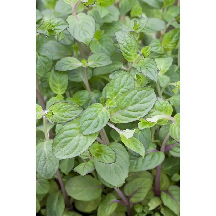 Piardino Bio Pfefferminze - Mentha x piperita - Detailaufnahme