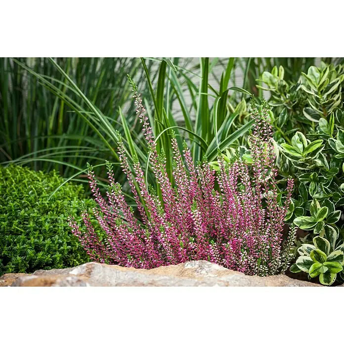 Besenheide - Calluna vulgaris, Topfgröße: 10 cm, In Sorten gemischt - Stimmungsaufnahme