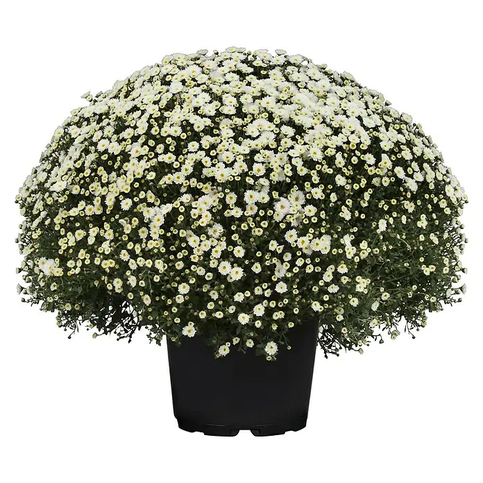 Piardino Herbst-Chrysantheme - Chrysanthemum indicum Hybride, Topfgröße: 33 cm, Sortenabhängig - Vorderansicht
