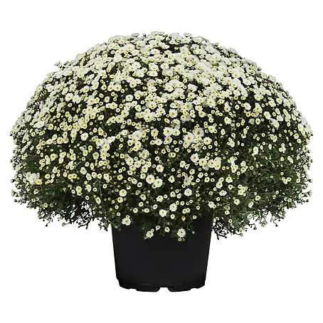Piardino  Herbst-Chrysantheme