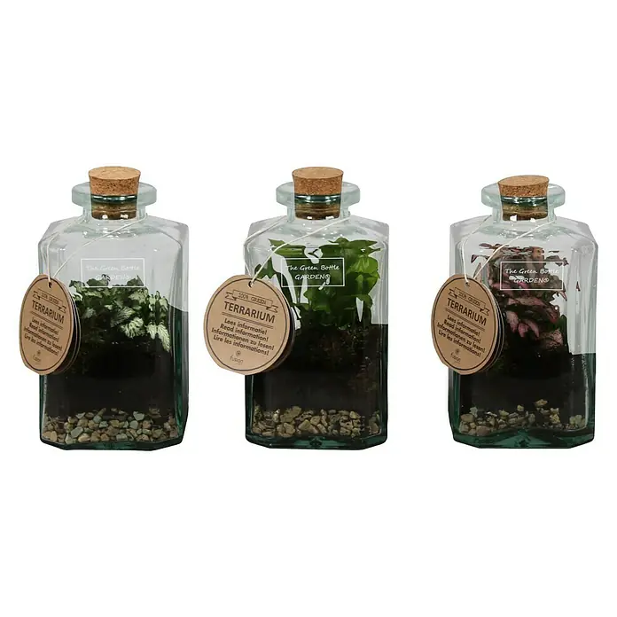 Piardino Bepflanztes Glas in der Flasche - 11 cm - Vorderansicht