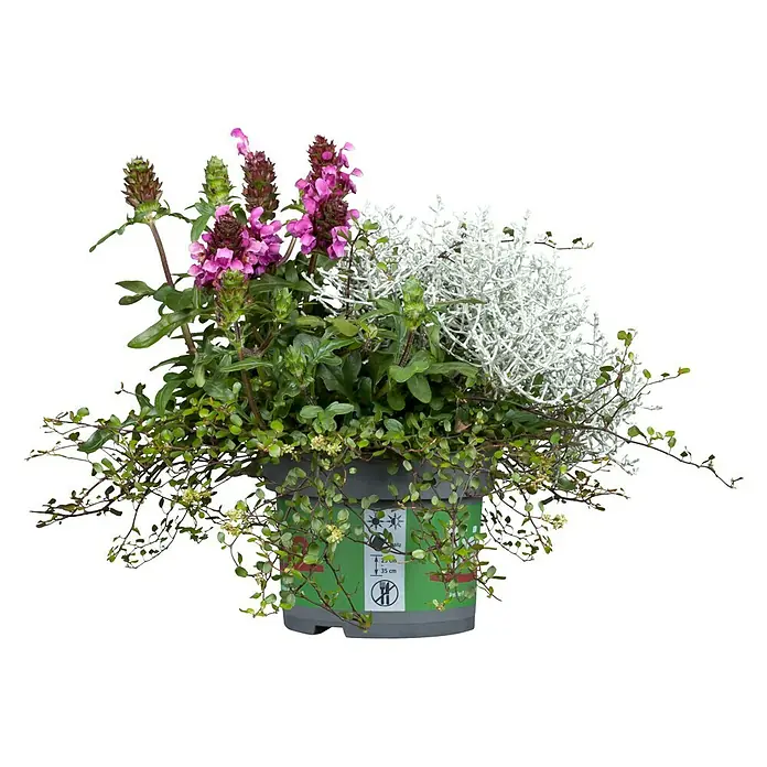 Piardino Pflanzen-Mix Triolino Herbst - Topfgröße: 13 cm, Blütenfarbe: Sortenabhängig
