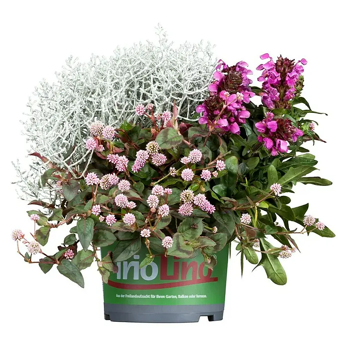 Piardino Pflanzen-Mix Triolino Herbst - Topfgröße: 13 cm, Blütenfarbe: Sortenabhängig