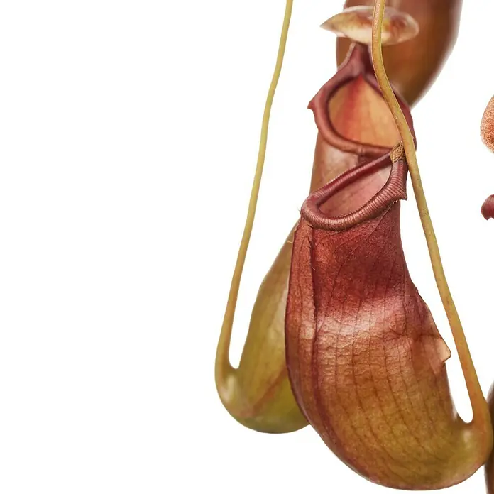 Piardino Kannenpflanze - Nepenthes alata, Topfgröße: 14 cm - Detailaufnahme