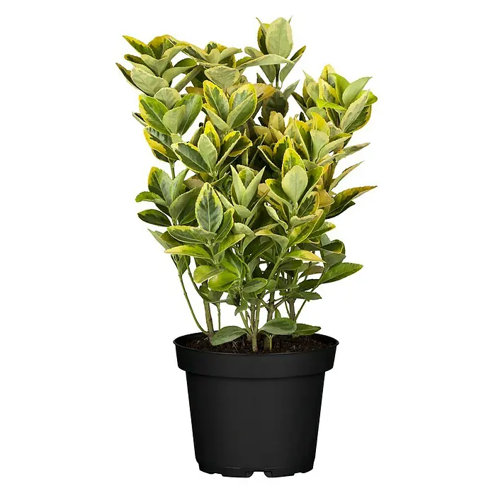 Piardino Spindelstrauch - Euonymus japonicus, Artenabhängig - Vorderansicht