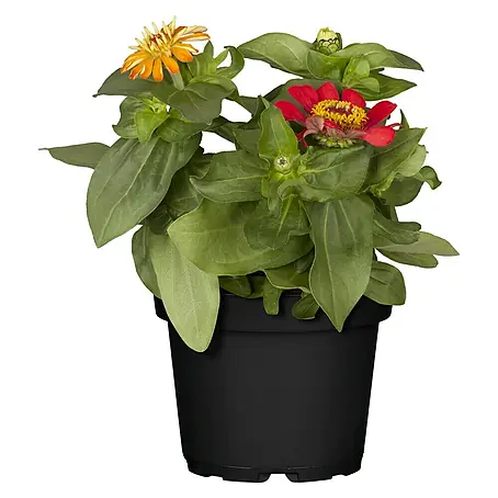 Piardino  Zinnia