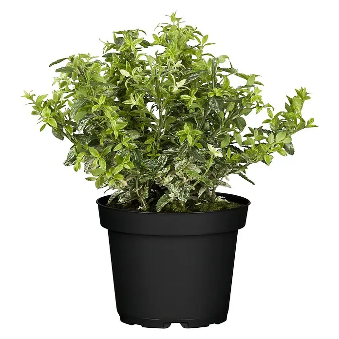 Piardino Weißbunte Kriechspindel - Euonymus fortunei, Grün - Vorderansicht