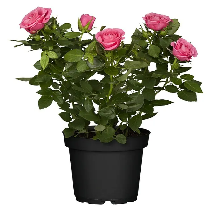 Piardino Topfrose Patio Hit - Rosa Hybride, Topfgröße: 13 cm, Rot - Vorderansicht