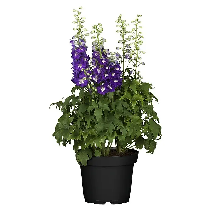 Piardino Rittersporn - Delphinium Hybride, Blau/Lila - Vorderansicht
