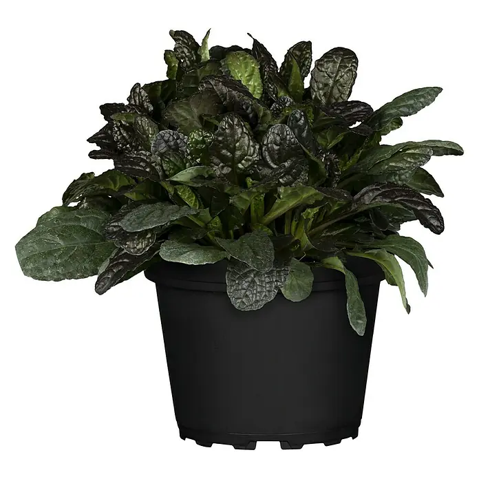 Piardino Staude Kriechender Günsel 'Burgundy Glow' - Ajuga reptans 'Burgundy Glow', Topfgröße: 13 cm - Vorderansicht