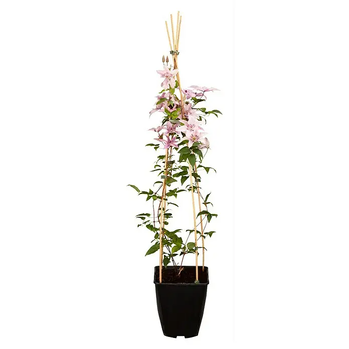 Pflanzen-Mix Kletterpflanzen - Parthenocissus, Lonicera henryi, Clematis, Topfgröße: 8 l - Vorderansicht