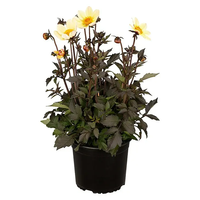 Piardino Dahlie 'Happy Days' - Dahlia "Happy Days" - Vorderansicht